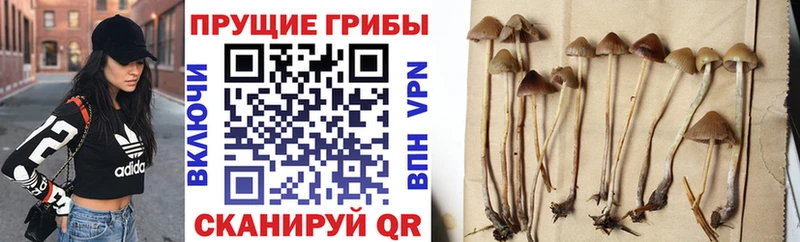 OMG зеркало купить Красноармейск Псилоцибиновые грибы GOLDEN TEACHER